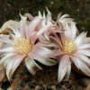 Gymnocalycium _bruchii _v.niveum _R727 _02